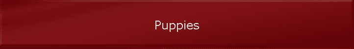 Puppies