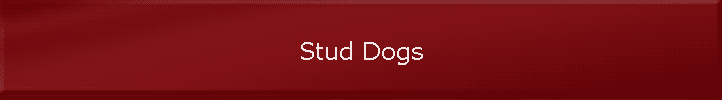 Stud Dogs